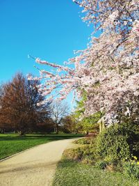 View of cherry blossom against sky