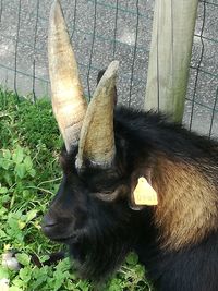 Close-up of horse eating grass