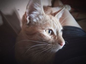 Close-up of a cat looking away