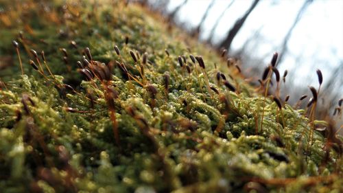 Close-up of plants