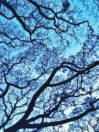 Low angle view of tree against sky