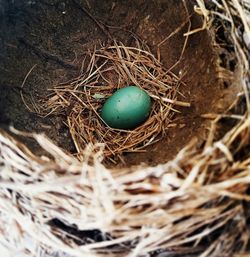 High angle view of bird in nest