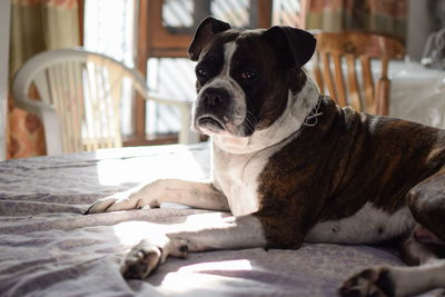 Close-up portrait of dog sitting on bed at home