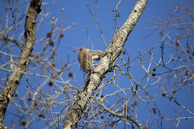 Low angle view of bird perching on tree against sky