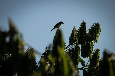 Low angle view of bird flying against sky