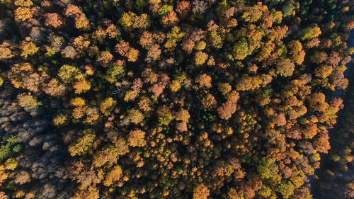 Full frame shot of plants