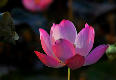 Close-up of pink water lily