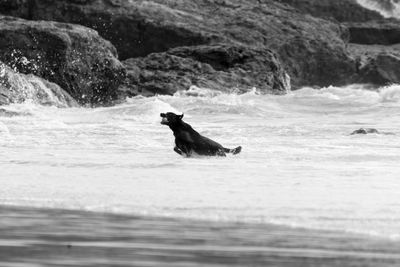 Dog playing with ball in sea waves by rock formation