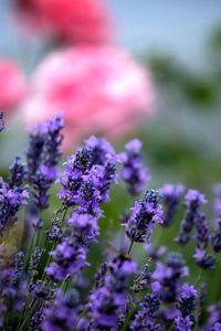 Close-up of purple flowering plant