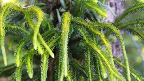 Close-up of fresh green leaves