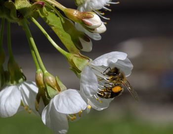 Close-up of insect on white flowers