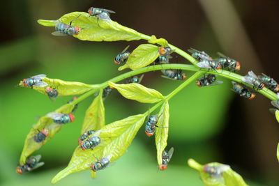 Close-up of grasshopper on plant