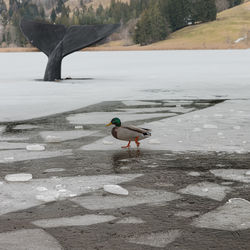 Bird perching on a frozen lake