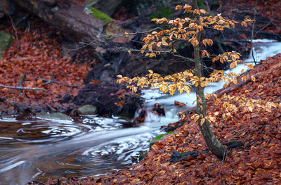 Stream amidst trees during autumn