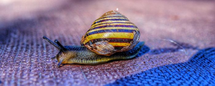 Close-up side view of a snail