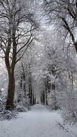 Snow covered trees in forest