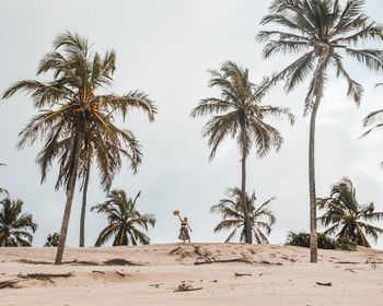 Palm trees on beach