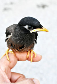 Close-up of a hand holding bird