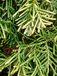 Close-up of pine tree