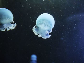 Close-up of jellyfish against black background