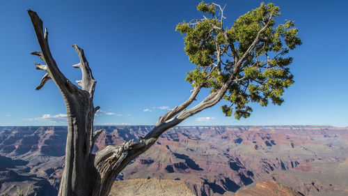 Trees on landscape against clear blue sky