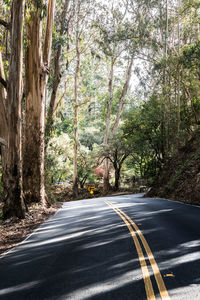 Road amidst trees