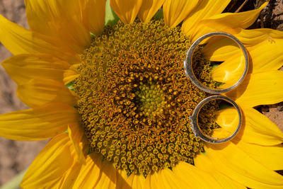 Close-up of sunflower