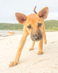Portrait of dog on beach