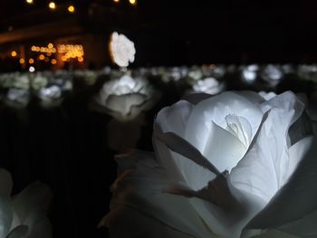 Close-up of white rose