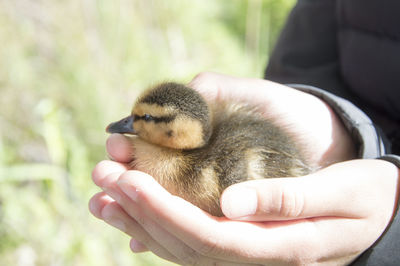 Close-up of a hand holding a bird