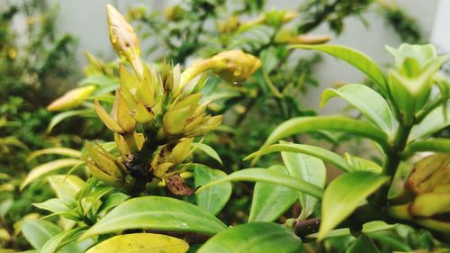 Close-up of yellow flowers