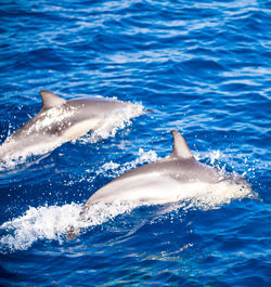 View of whale swimming in sea