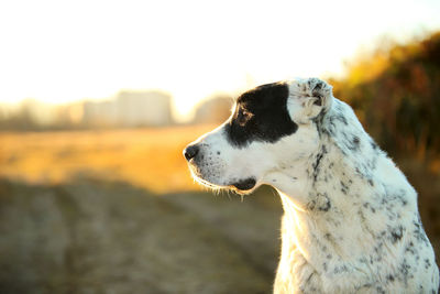 Close-up of a dog looking away