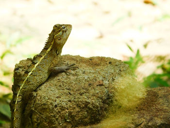 Close-up of a lizard on rock