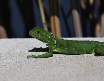 Close-up of a lizard