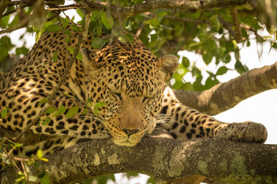 View of cat relaxing on tree