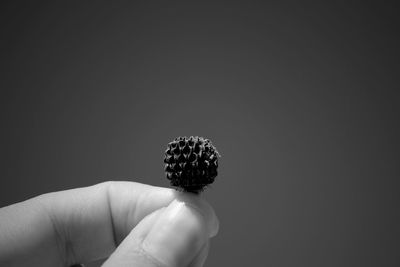 Close-up of hand holding fruit against black background