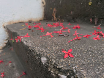 Close-up of red flowers