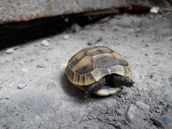 Close-up of a turtle on ground