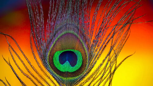 Close-up of peacock feathers