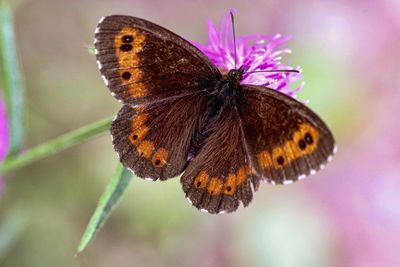 Close-up of butterfly on purple flower