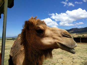 Close-up of a camel on field