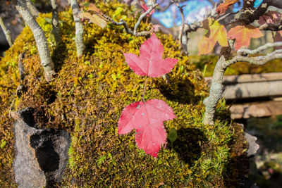 Close-up of maple leaf on tree