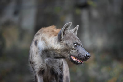 Close-up of a hyenas looking away