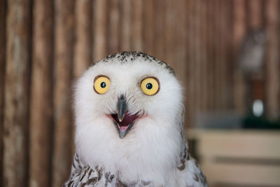 Close-up portrait of owl