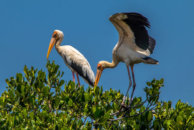 Low angle view of birds perching on tree against sky