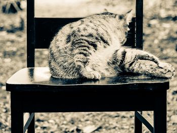 Close-up of cat on table