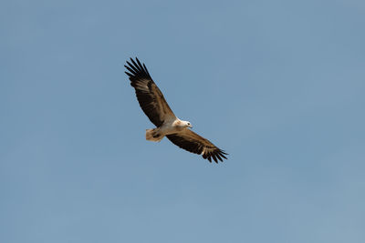 Low angle view of eagle flying in sky