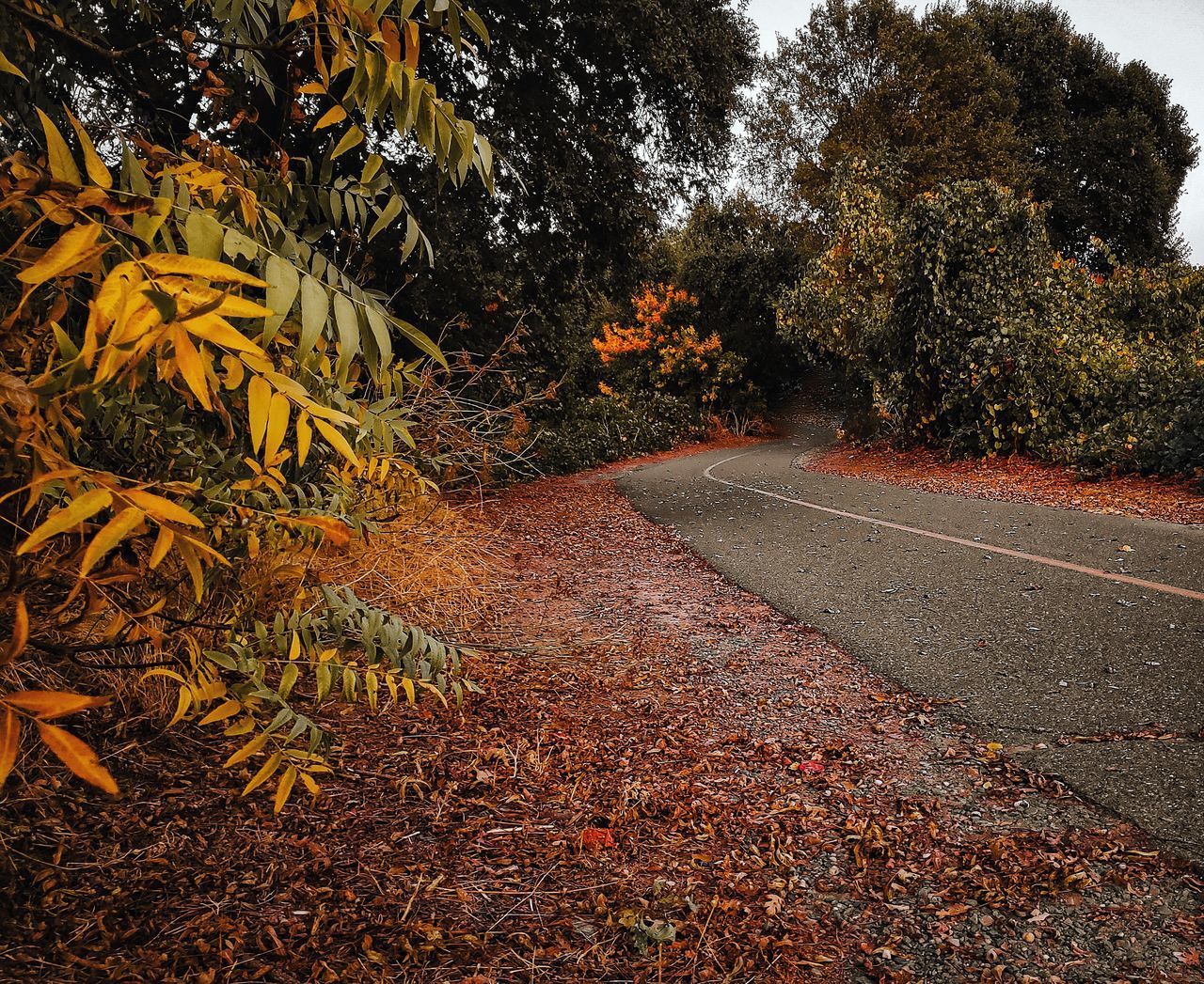 ROAD AMIDST TREES IN AUTUMN