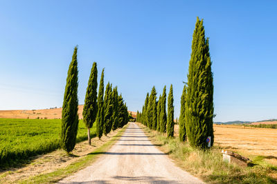 Panoramic shot of trees on land against clear blue sky